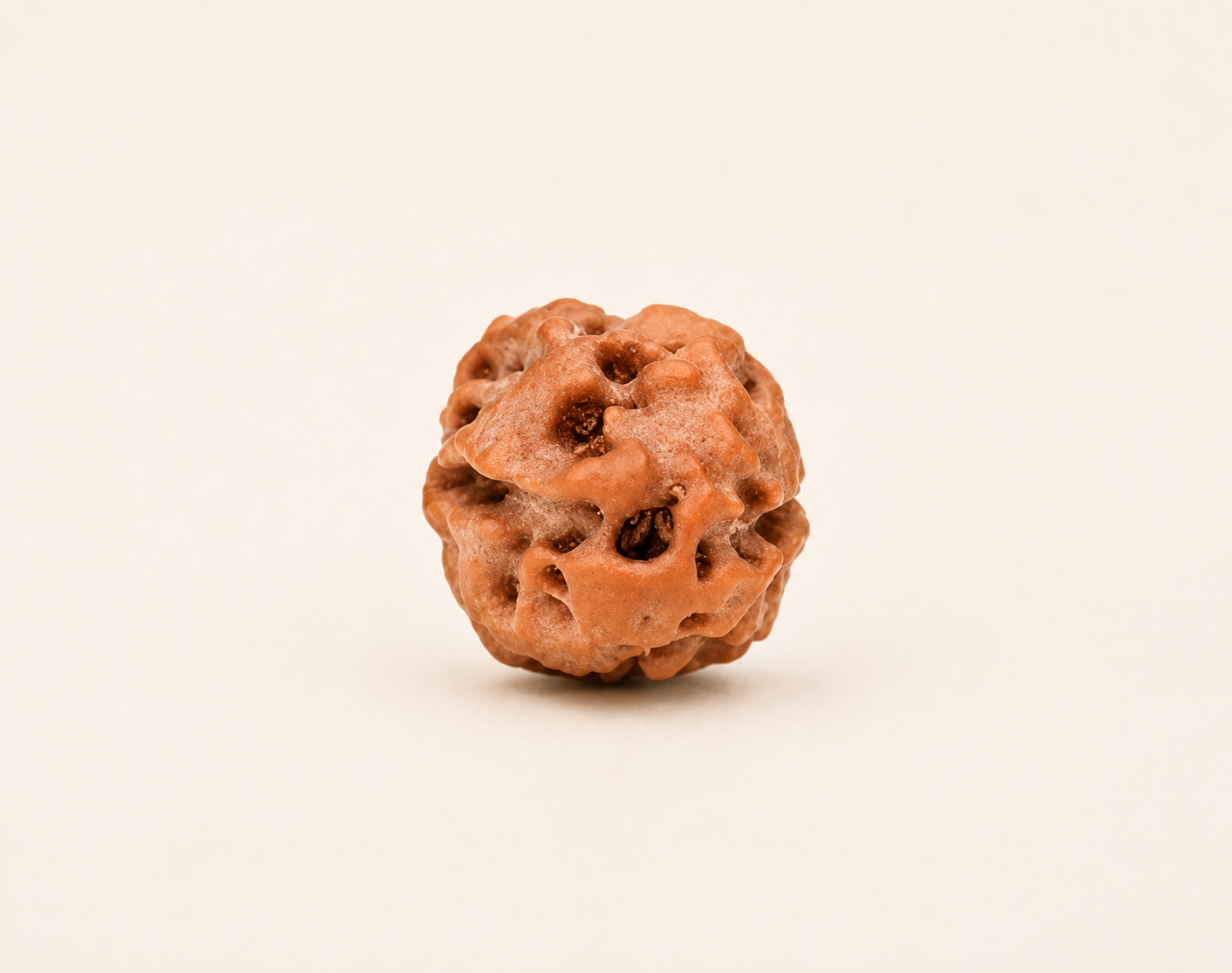 2 Mukhi Rudraksha ( Indonesian  Origin)